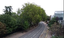 Smithfield trees